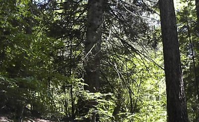 ARBORETUM DE LA FOUX