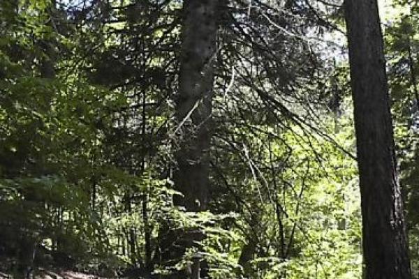 ARBORETUM DE LA FOUX